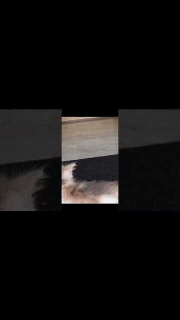 Я усыновила КОТЯТА 🐱 первые 24 часа дома