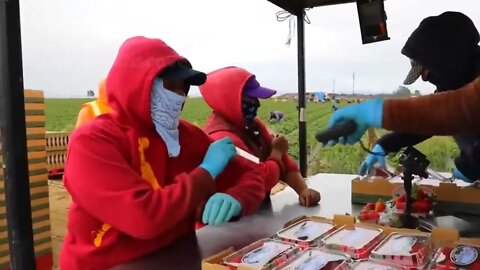 How To Produce Billions Of Strawberries In California