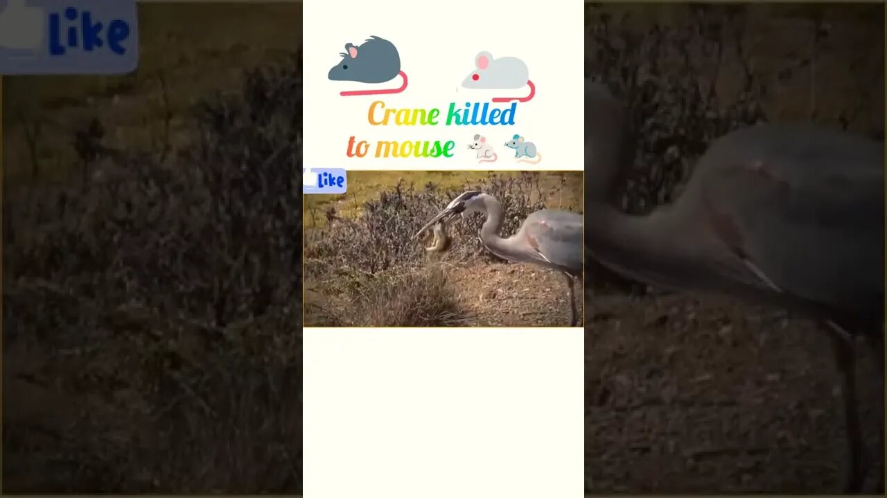 crane killed to mouse 🐀