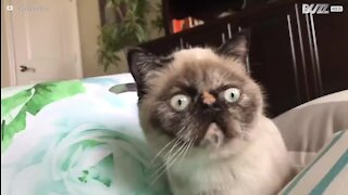 La nouvelle "Grumpy Cat" nous vient de Floride