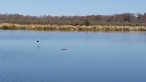 Ducks coming in.