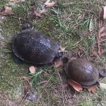 Two Hilarious Turtles Fight Head To Head