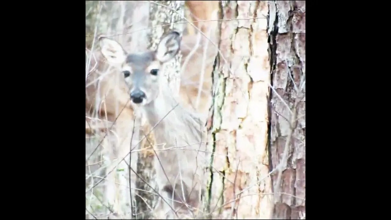 deer in chickamauga