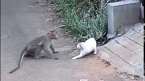 Cat vs. Monkey: Cat Attacked By Monkey In Real Fight