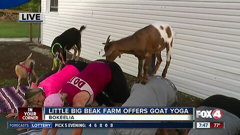 Little Big Beak Farm offers Goat Yoga classes in Bokeelia - 7:30am live report