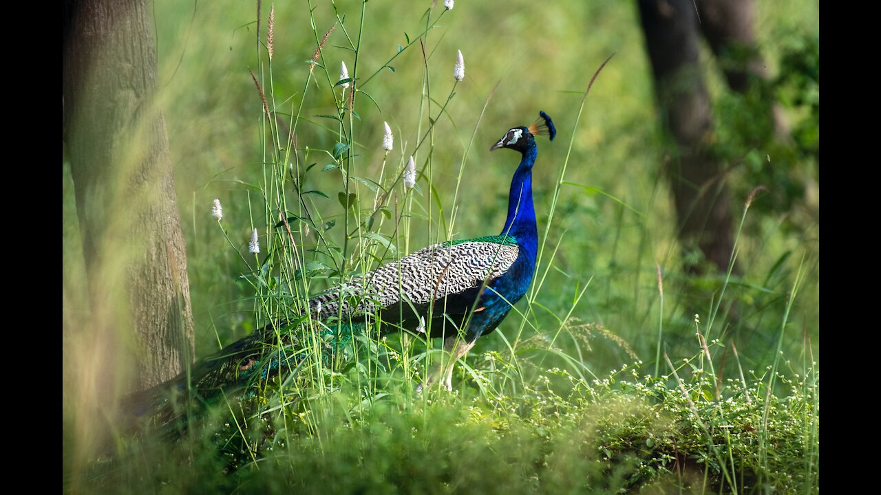 Very beautiful peacock scene in the world