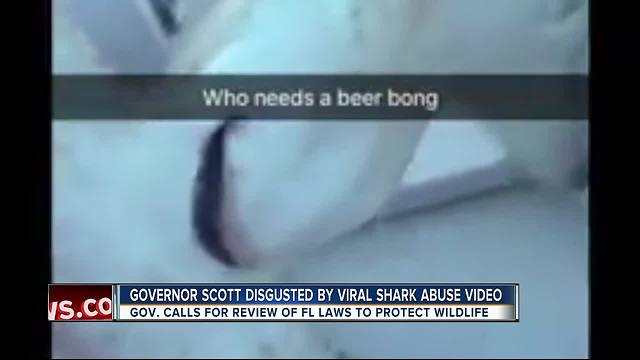 Governor responds to shark abuse viral videos, calls for FWC to review state laws to protect animals