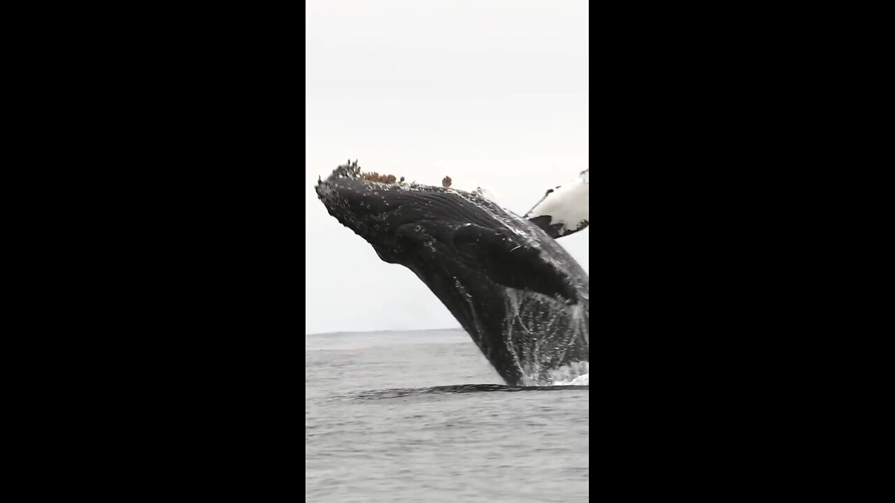 whale jump out of water