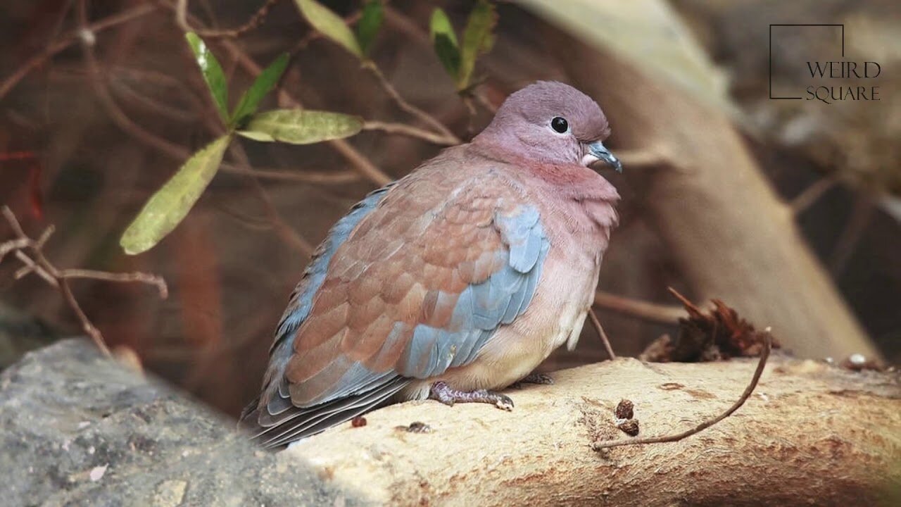 Interesting facts about laughing dove by weird square