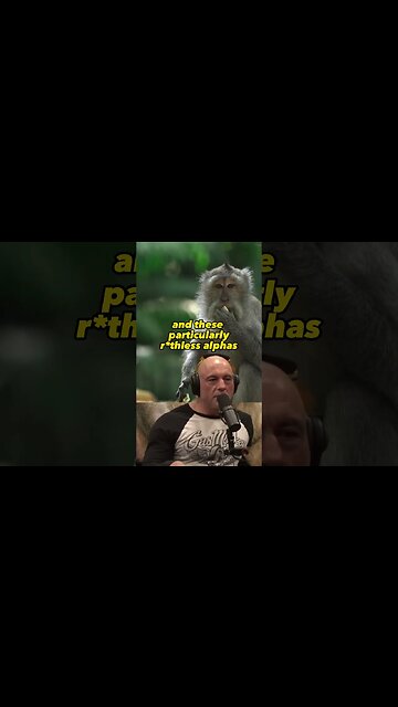 The Surprising Transformation of Baboon Society: Lessons in Leadership and Cultural Shifts #1988