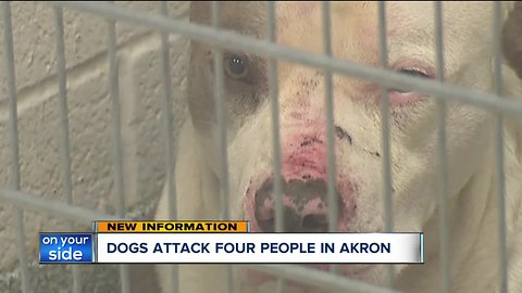 4 people, including mail carrier, attacked by pack of 3 dogs in Akron