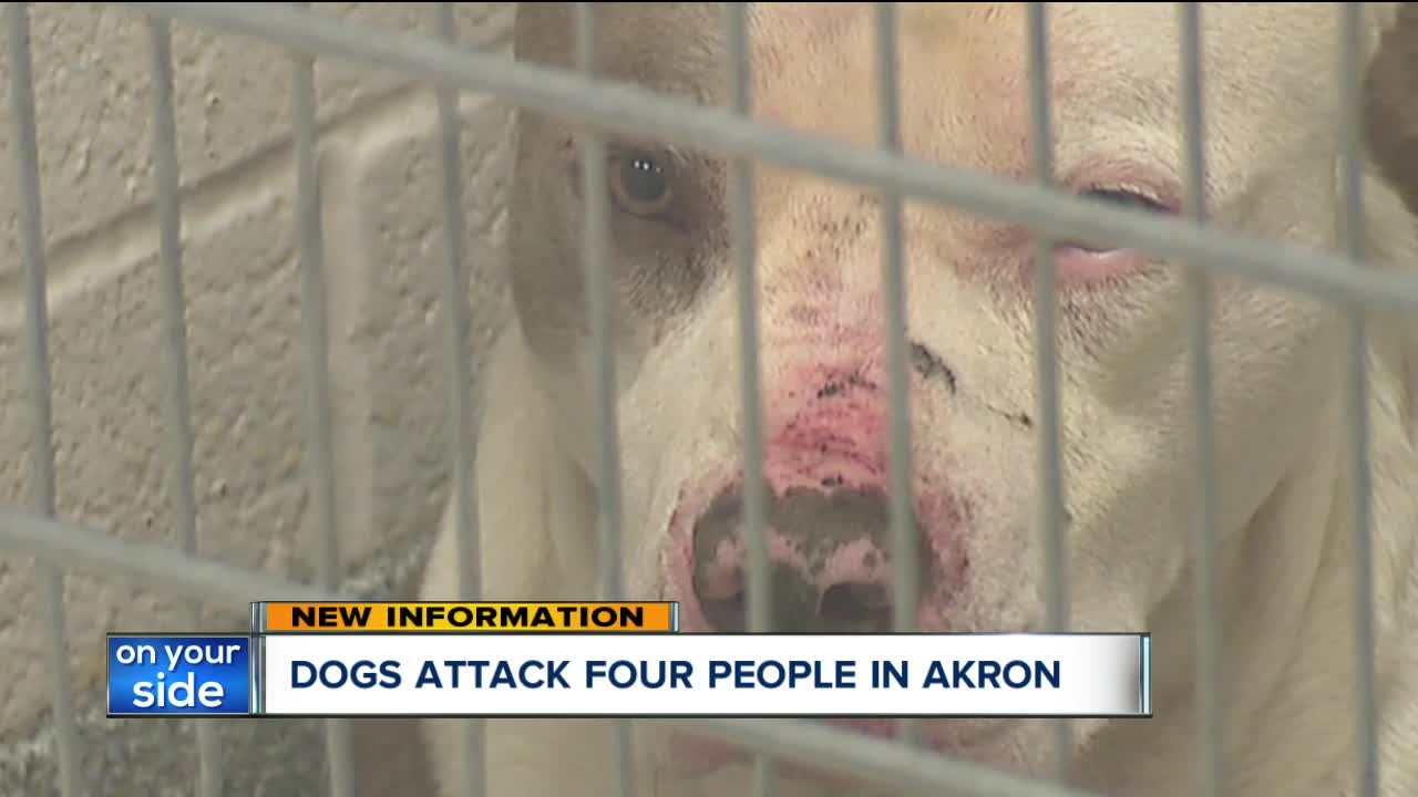 4 people, including mail carrier, attacked by pack of 3 dogs in Akron