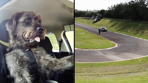 Meet Monty The World's First Driving Dog HD