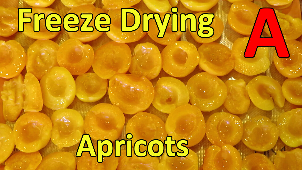 Freeze Drying Apricots (canned)