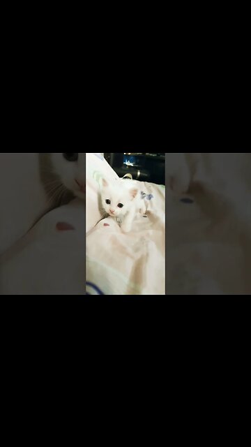 white Pure persian kitten #white #persian