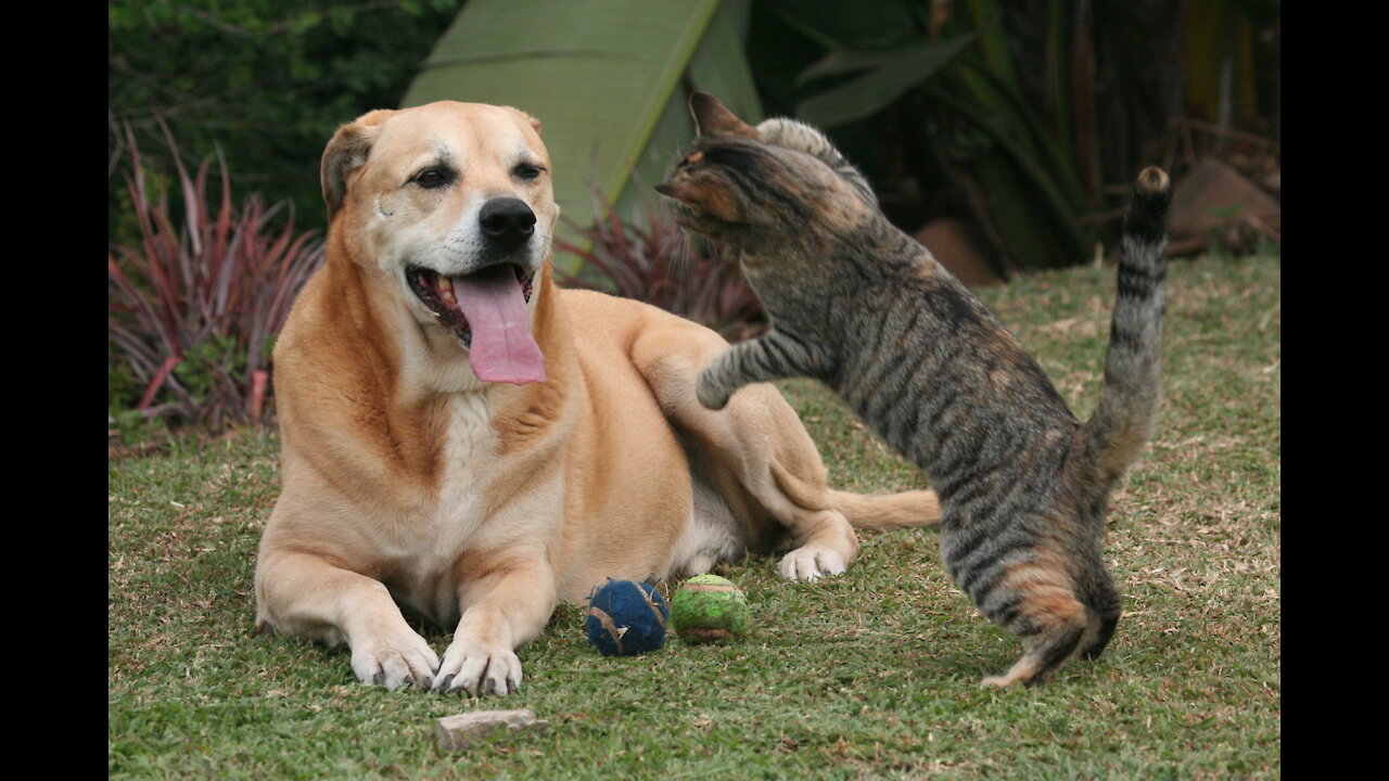 Great love between a dog and a cat