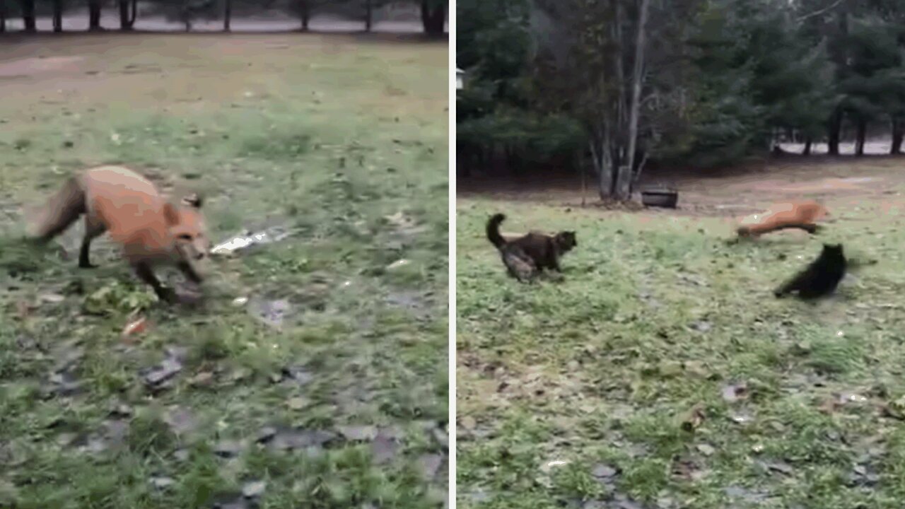 Two cats chase a fox that has entered their territory