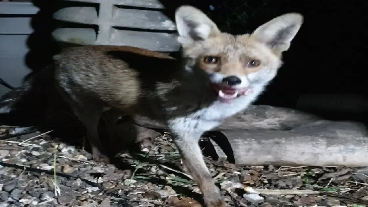 🦊Friendly urban #fox Ajax darts out of the garden chimney pots and grabs the chicken #SHORTS