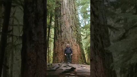 Look at the SIZE of these TREES!! 😳🌲
