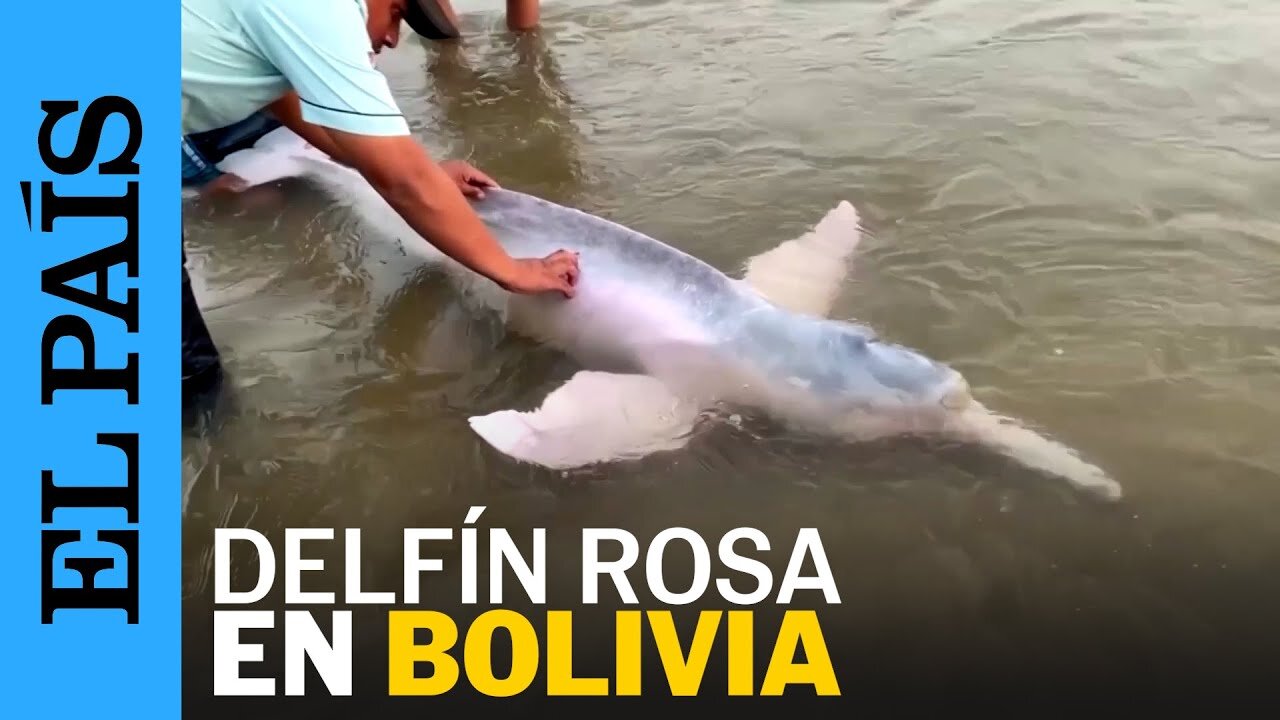 BOLIVIA | Rescatan a un delfín rosado atrapado en la orilla de un río boliviano | EL PAÍS