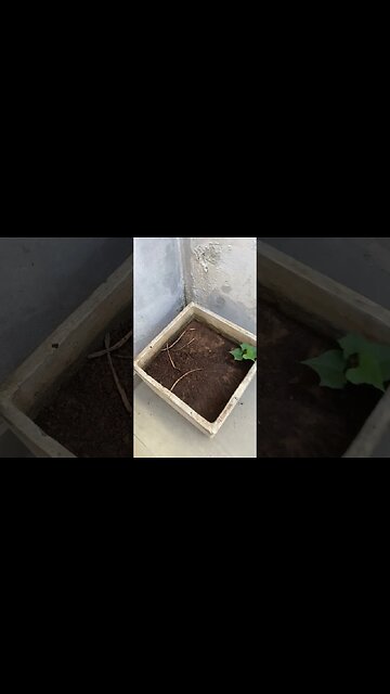 Meu gato Romeu veio aprontar como sempre, confere a nova arte #shorts