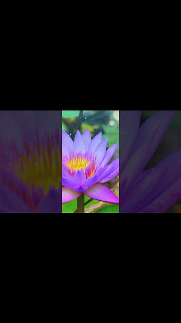 1 Minute Meditation I'M GRATEFUL FOR MY INTELLECT #shorts #youtubeshorts #1minutemeditation