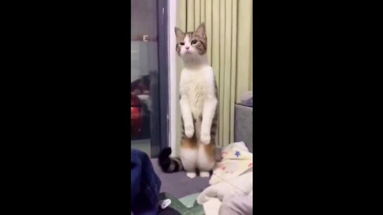 Funny 🤣 and cute cat with reaction on Cake 🍰 😺 cat