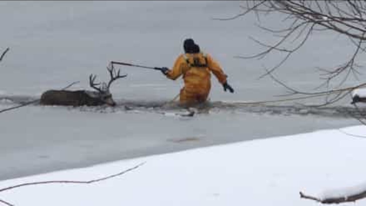 Cervo salvato dal lago ghiacciato