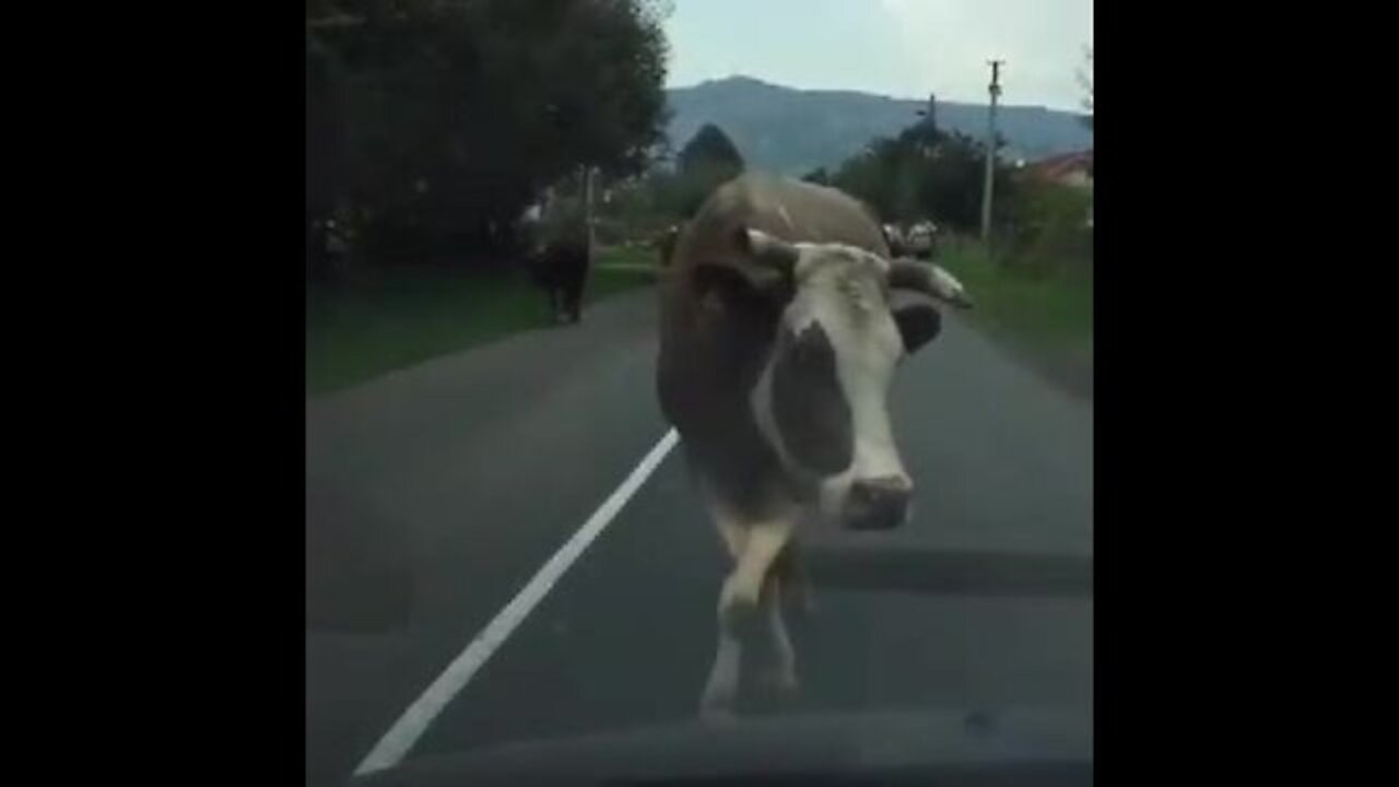 How beautiful this cow walks is very beautiful