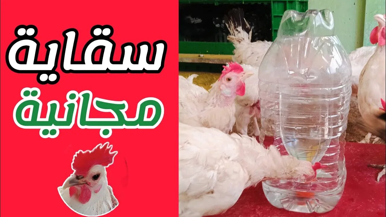 سقاية مجانية للدجاج :how to make automatic drinking water feeder for chicken