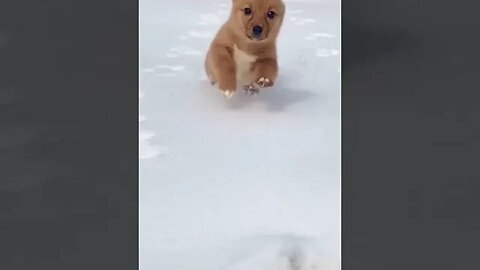 cute puppy playing in the snow #shorts