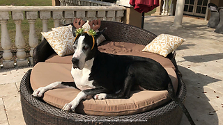 Festive Great Danes soak up Florida sun