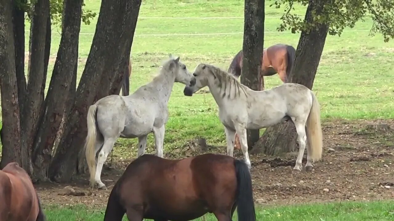 Horse Forest Animal Beautiful Horses in Beach