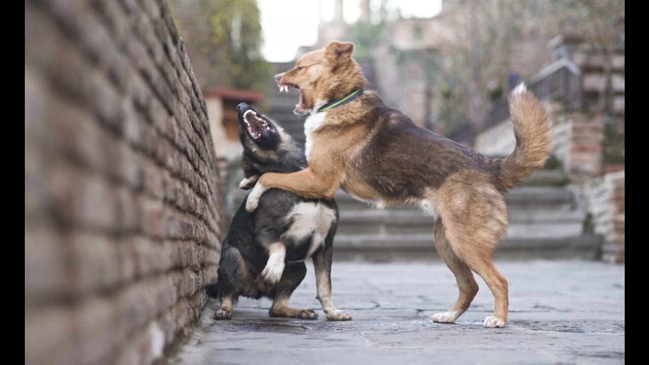 Chicken VS Dog Fight Entertaining watch till the end