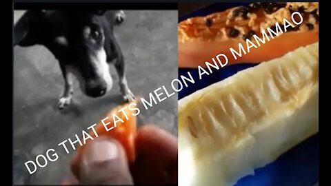 DOG THAT EATS MELON AND MAMAO