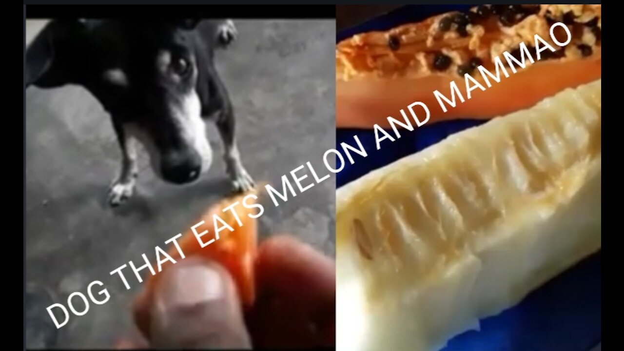 DOG THAT EATS MELON AND MAMAO