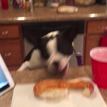 "Cute Dog Snitches Pretzel Off the Kitchen Counter"