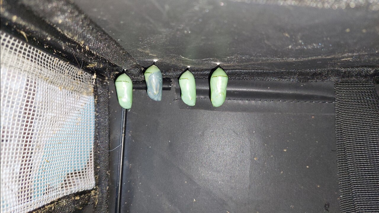 Monarch caterpillar house. a safe place for them to grow. 07