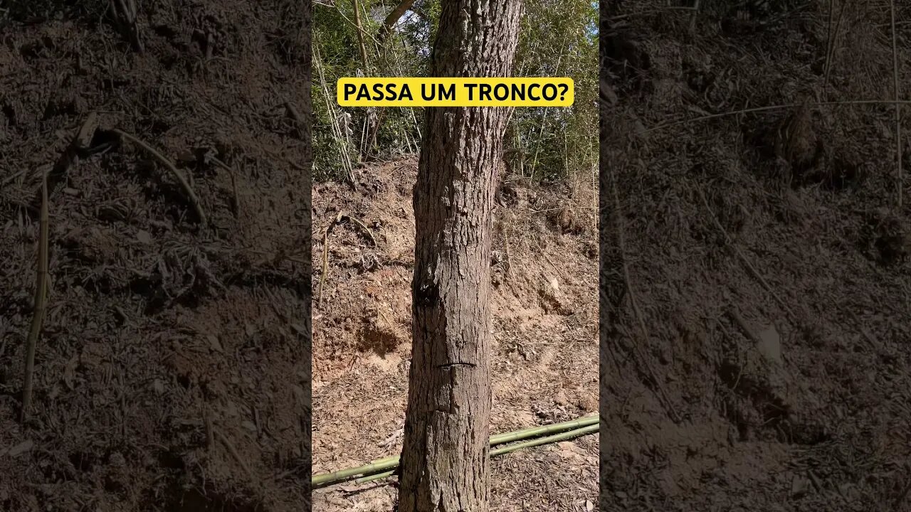 TRONCO DE ÁRVORE VS 22LR