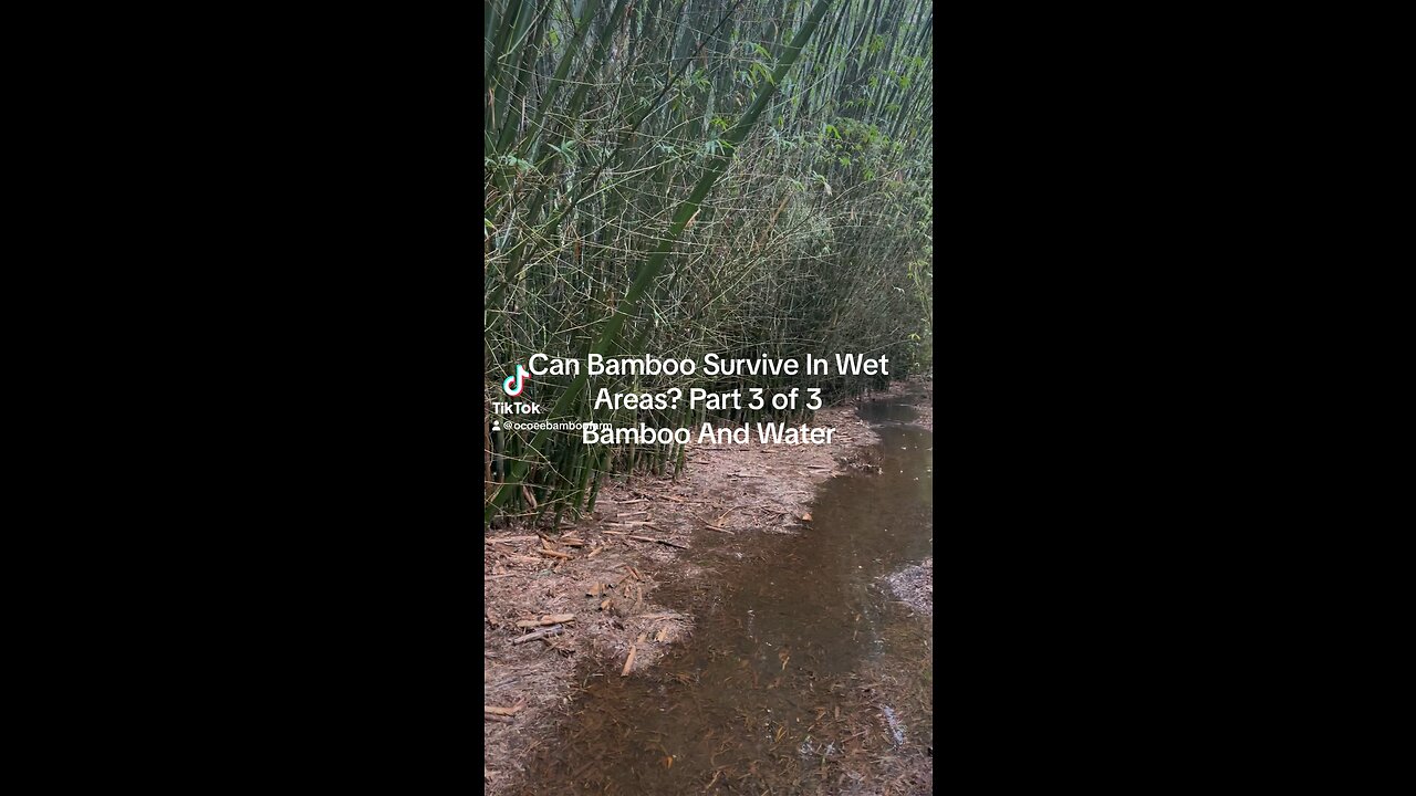 Can Bamboo Survive In Wet Areas? Part 3 Of 3 Ocoee Bamboo Farm 407-777-4807