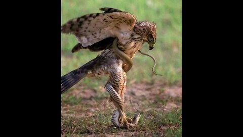 Eagle and snake 🐍 fight 😤 must watch