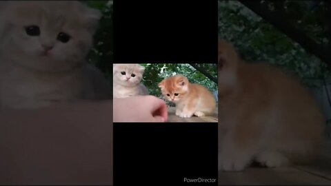 The funniest animals / Fun with cats and dogs @chcreation moratuwa