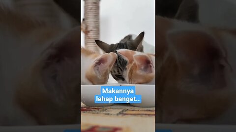 3 kucing makannya lahap banget 😽 #short #kucingmeong #kucinglucu #kitten #kucingimut #kittensmeowing