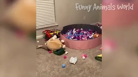 Funny # Dogs And Cats Videos 2023 Best Animal Videos Of The Month