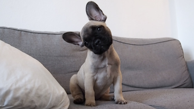 French Bulldog Puppy Head Tilt