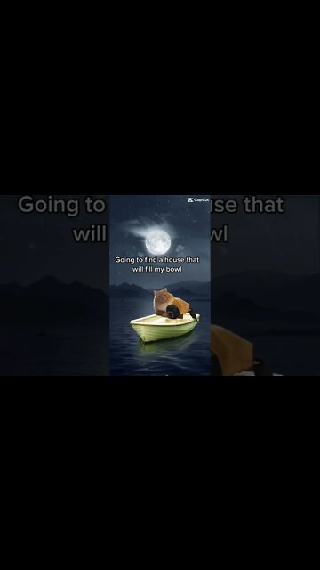 Cat is Going to find a house that will fill in my bowl 🤣