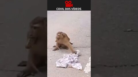 Macaco caindo em pegadinha