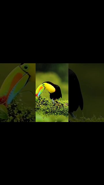 keeled toucan Ramfast Sulfuratus