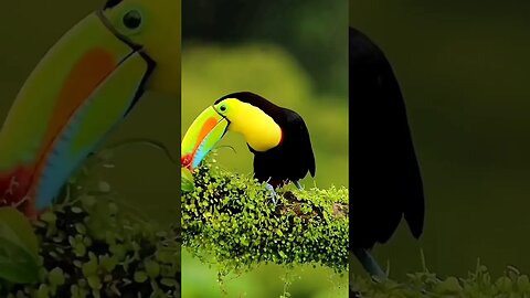 keeled toucan Ramfast Sulfuratus