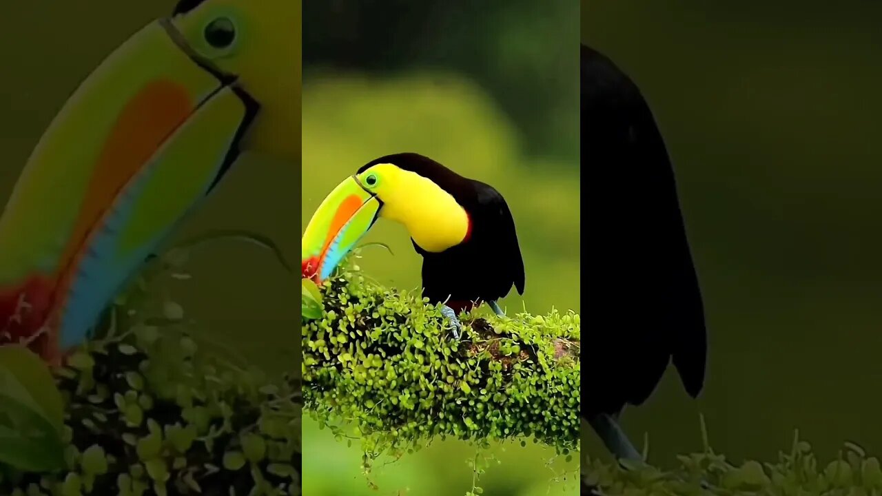 keeled toucan Ramfast Sulfuratus